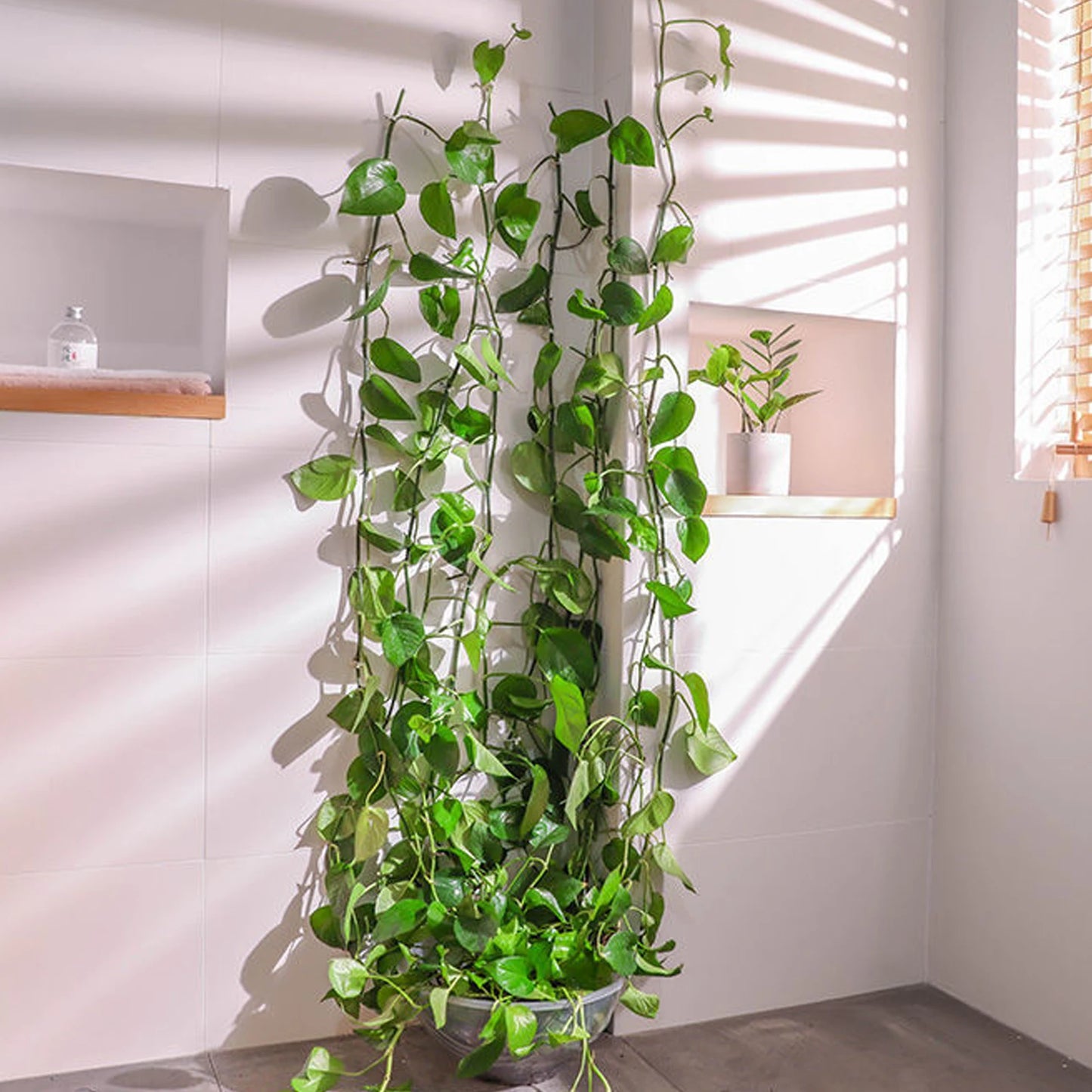 Plant Climbing Wall Clips Vine Buckle Hooks Self Adhesive